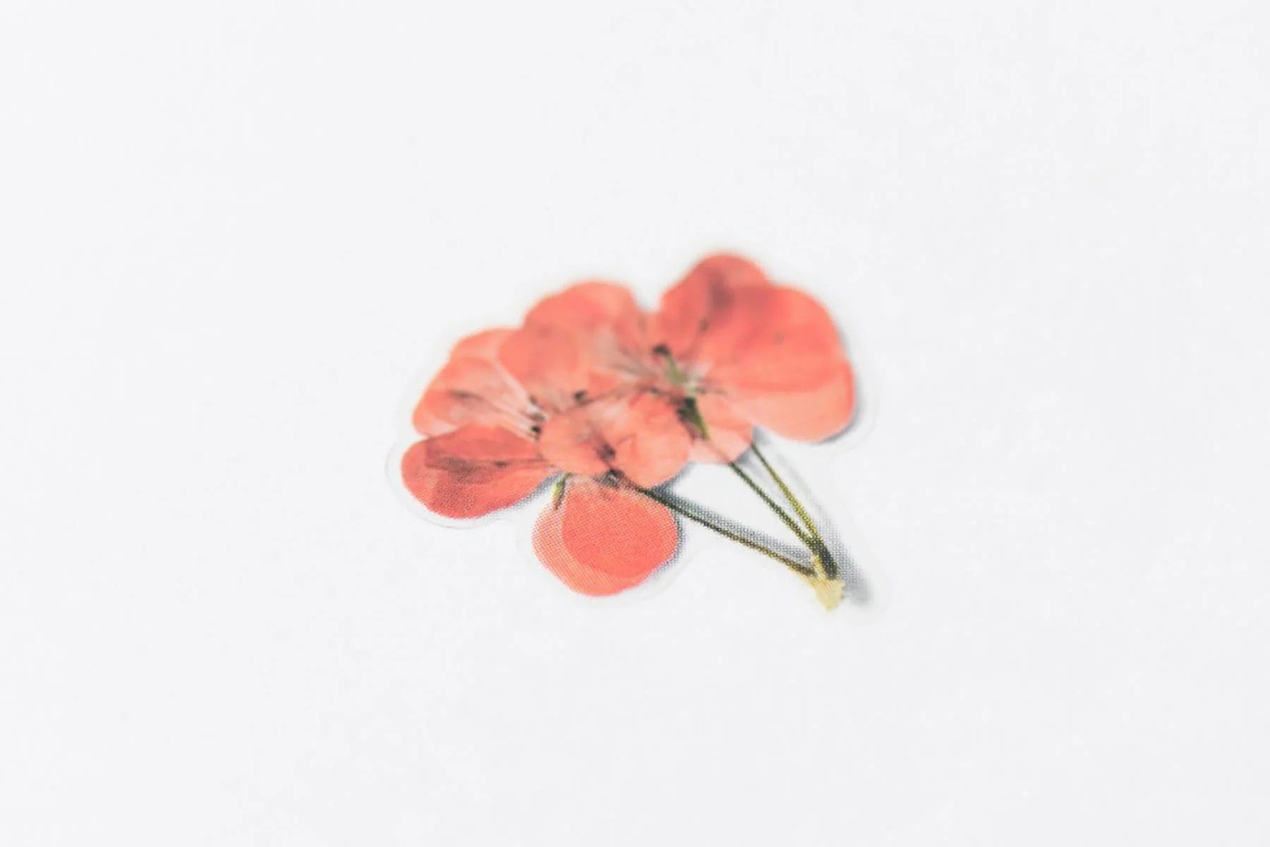 Naklejki Kwiaty Geranium