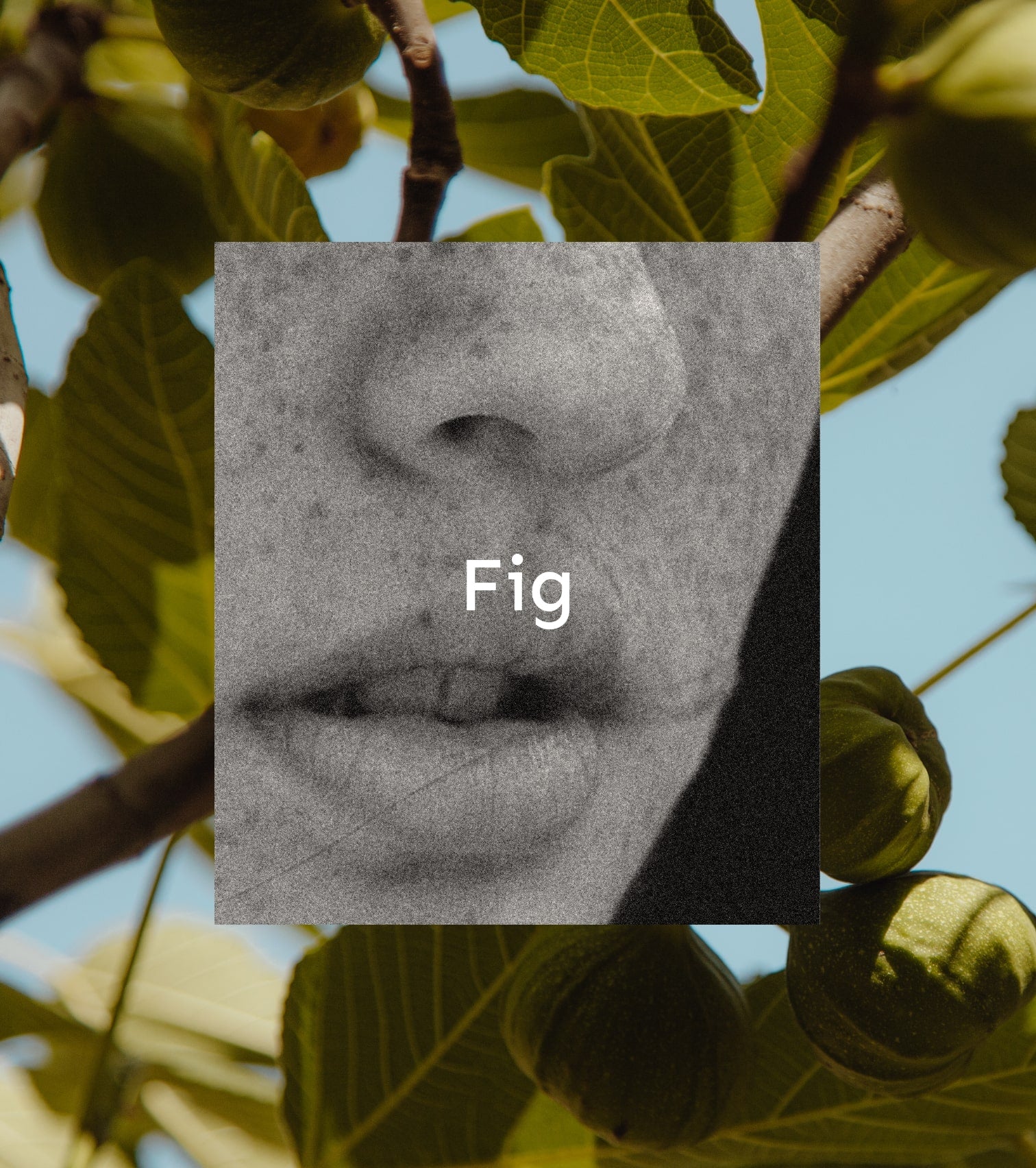 Room spray Fig
