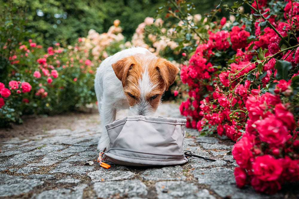 Miska turystyczna dla psa Tura Anthracite