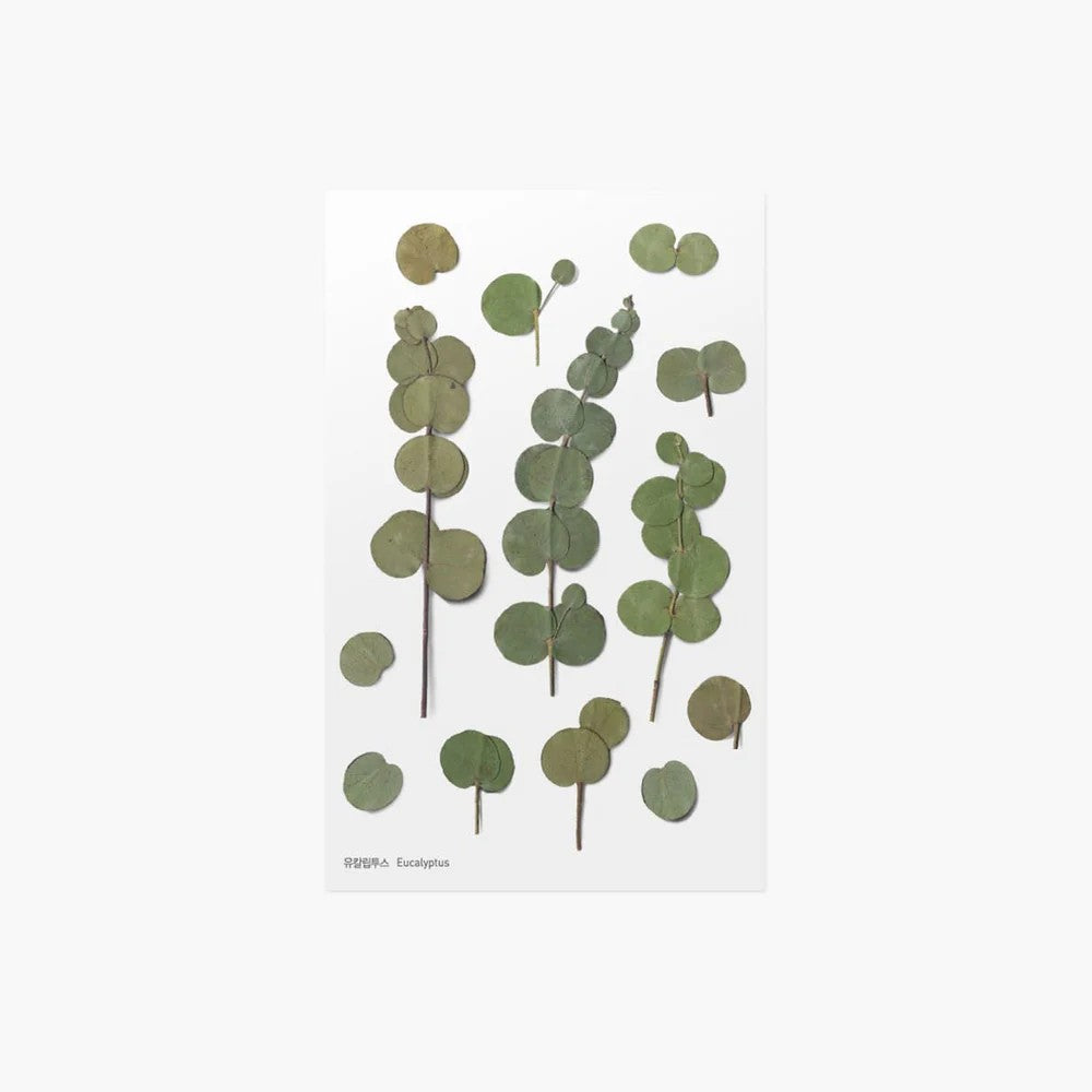 slou-appree-naklejki-eukaliptus