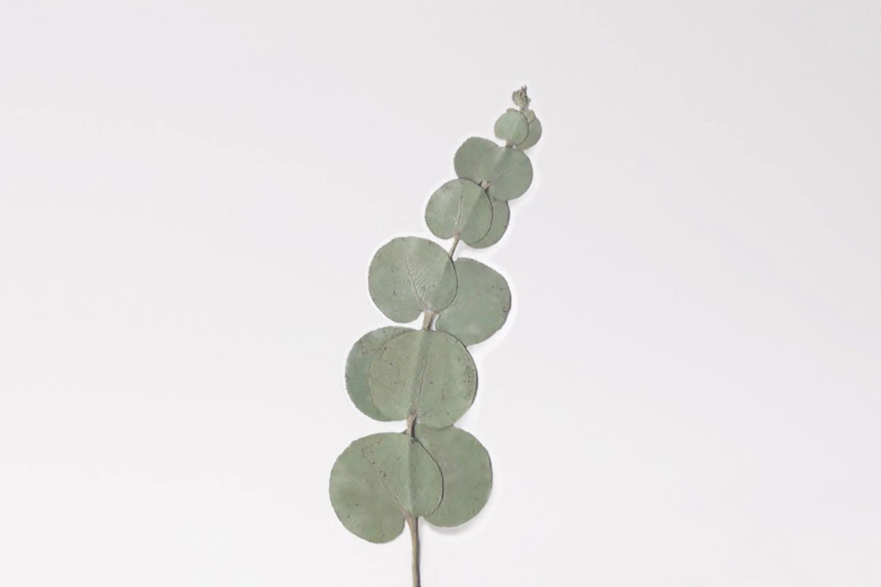 Naklejki Kwiaty Eukaliptus