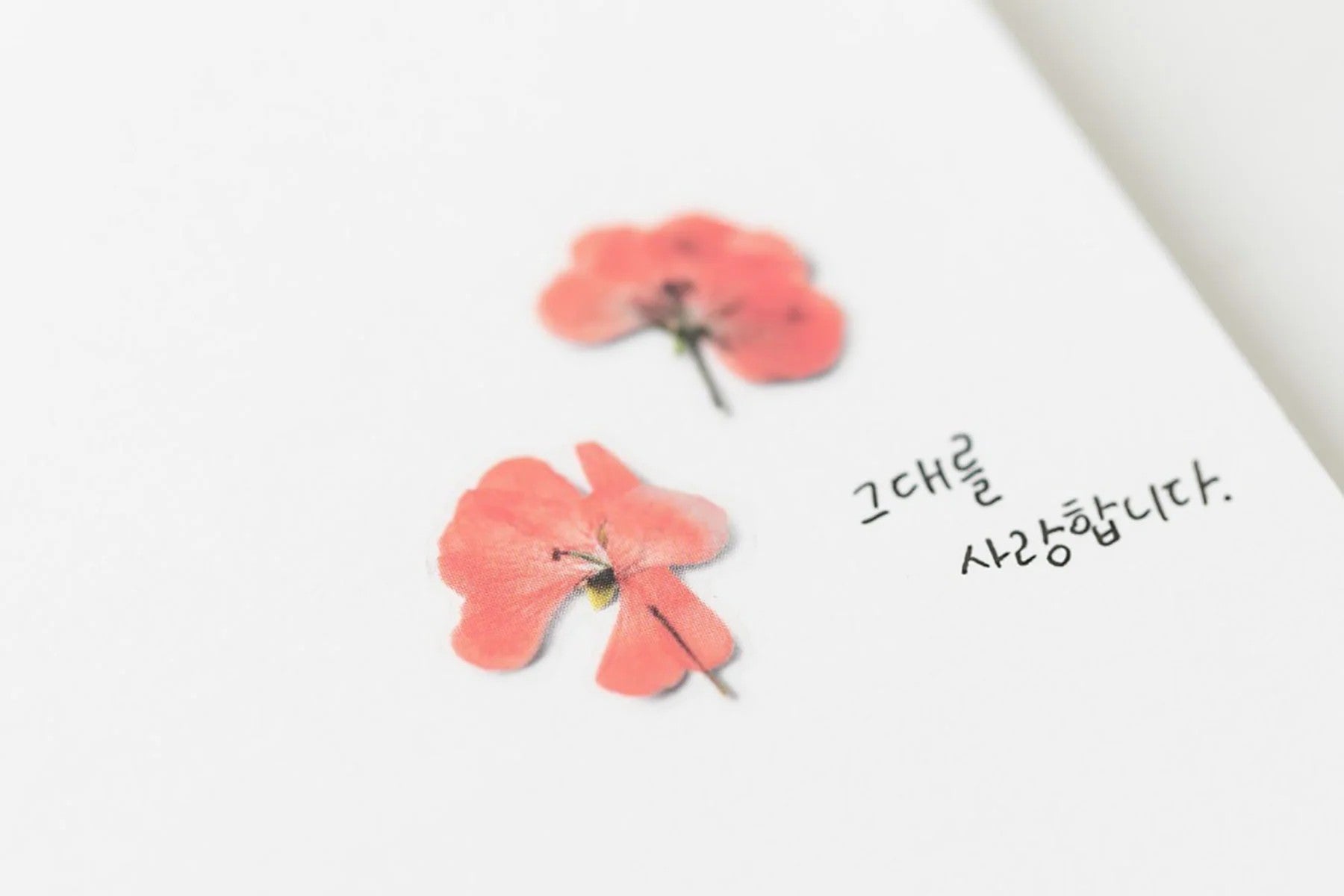 Naklejki Kwiaty Geranium
