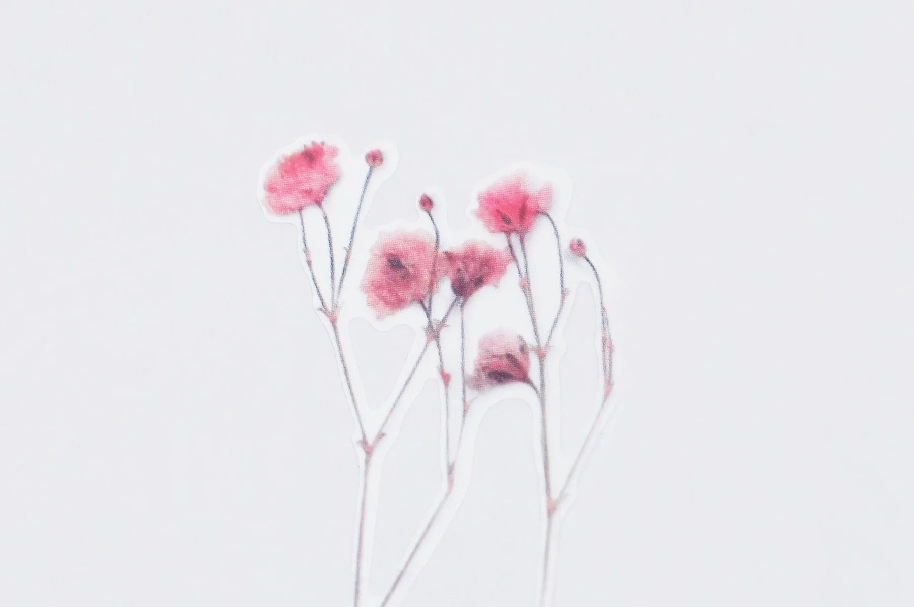 Naklejki Kwiaty Łyszczec