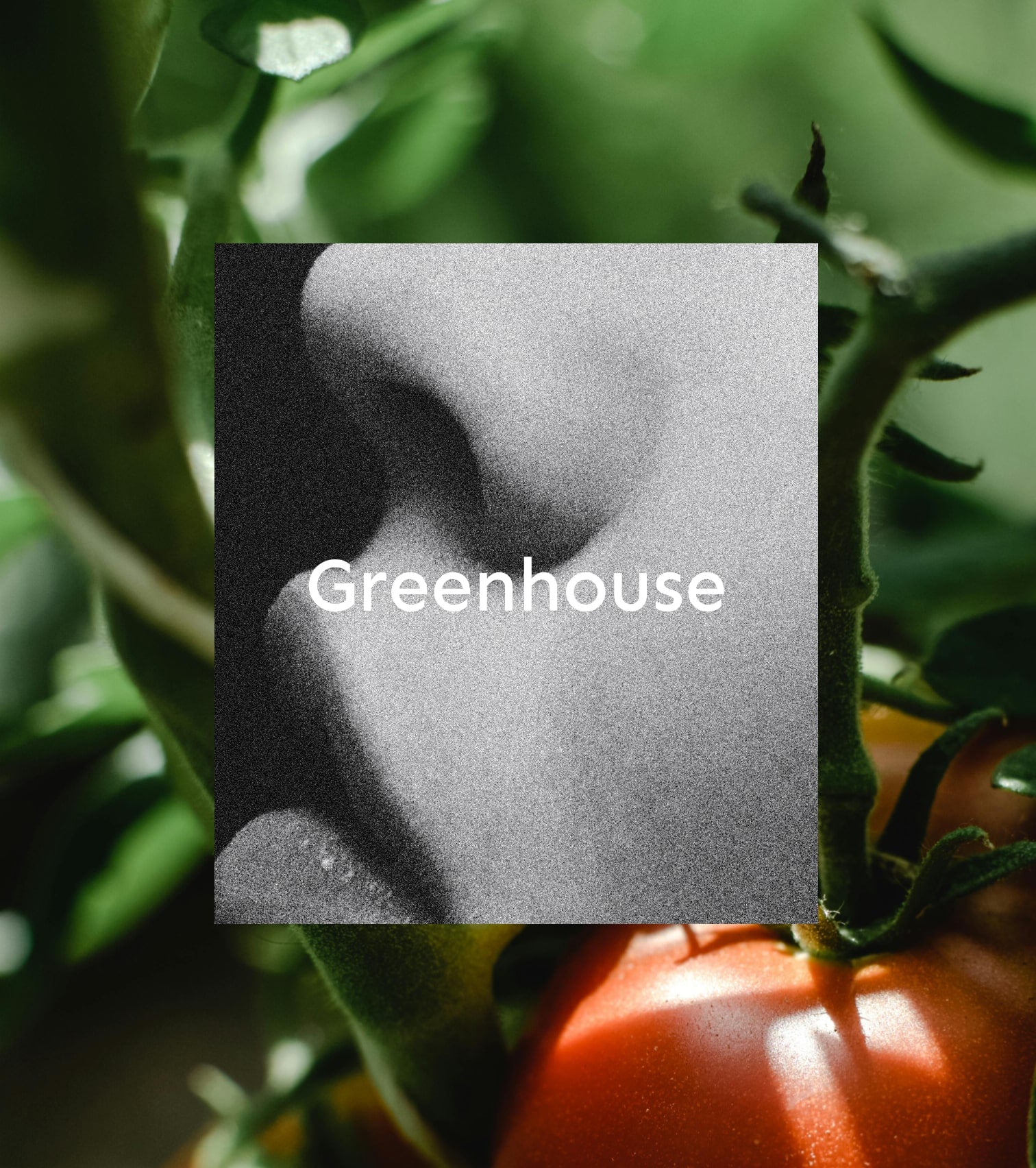 Room spray Greenhouse