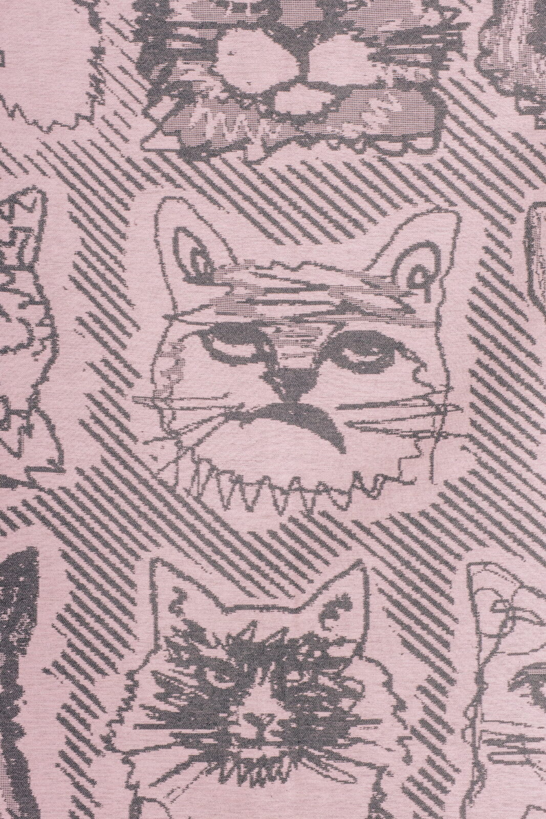 Pled Catmanowie