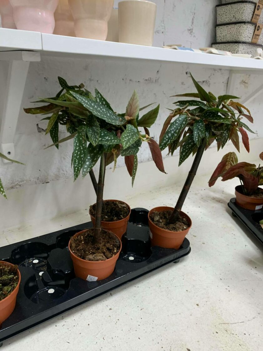 Begonia Tamaya