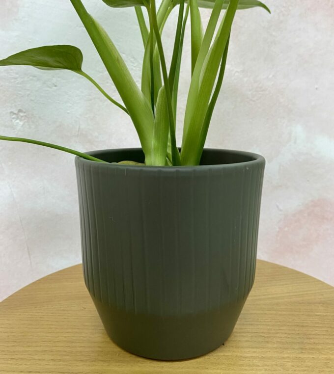 Osłonka Pisa Khaki Mat