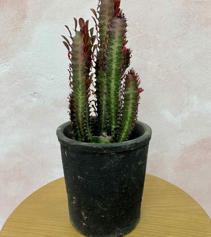 Osłonka Black Stone