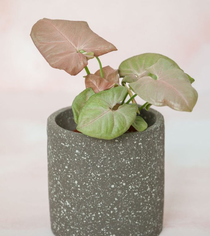 Osłonka Stone Dark Gray