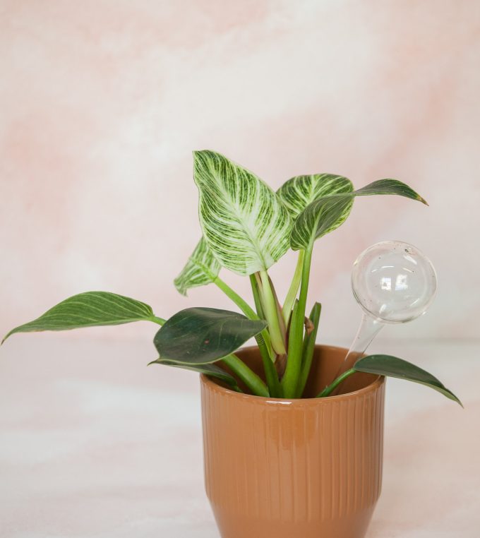 Osłonka Pisa Tabacco