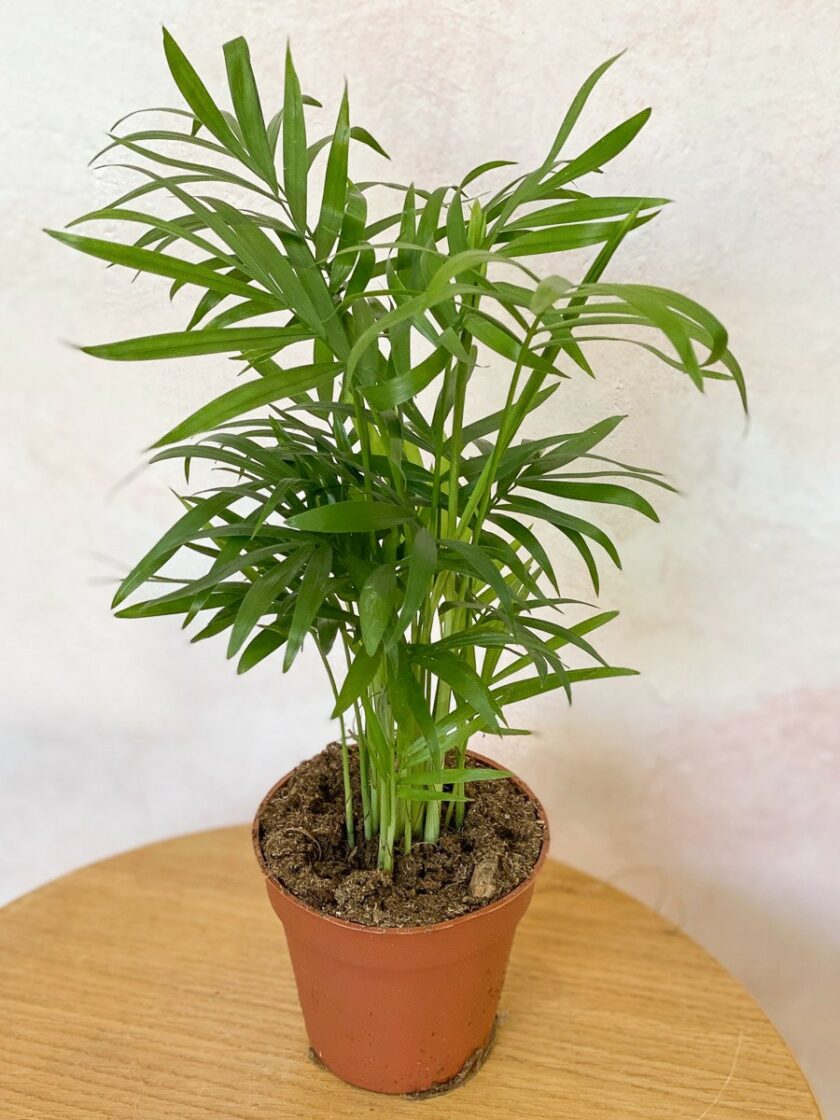 Chamaedora Elegans