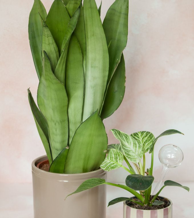 Osłonka Lucca Latte Medium