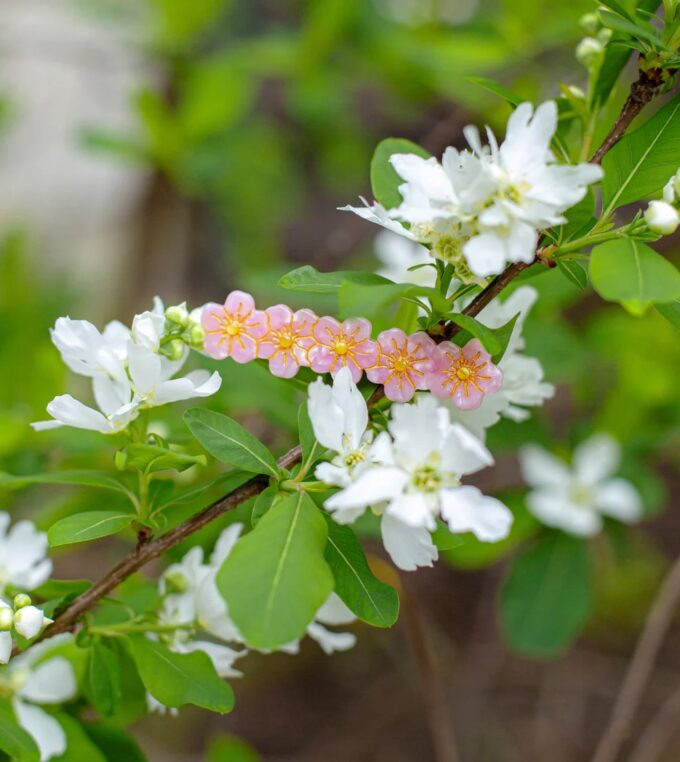 slou-suzette-spinka-sakura