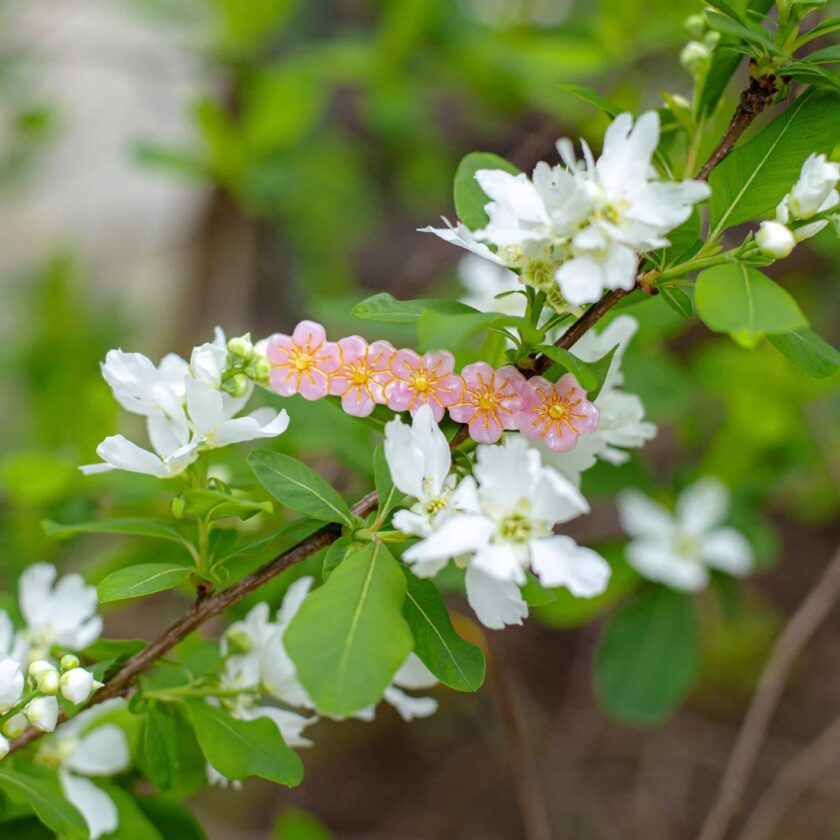 slou-suzette-spinka-sakura