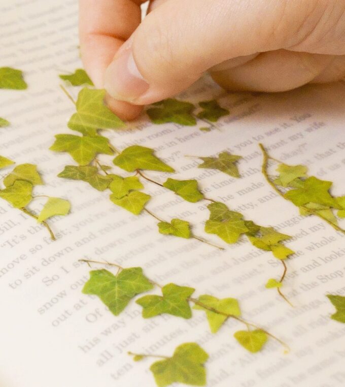 Naklejki Kwiaty Bluszcz