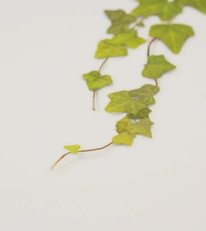 Naklejki Kwiaty Bluszcz