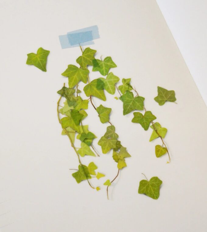 Naklejki Kwiaty Bluszcz