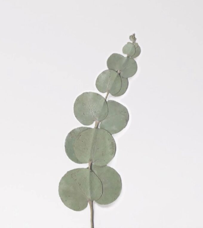 Naklejki Kwiaty Eukaliptus