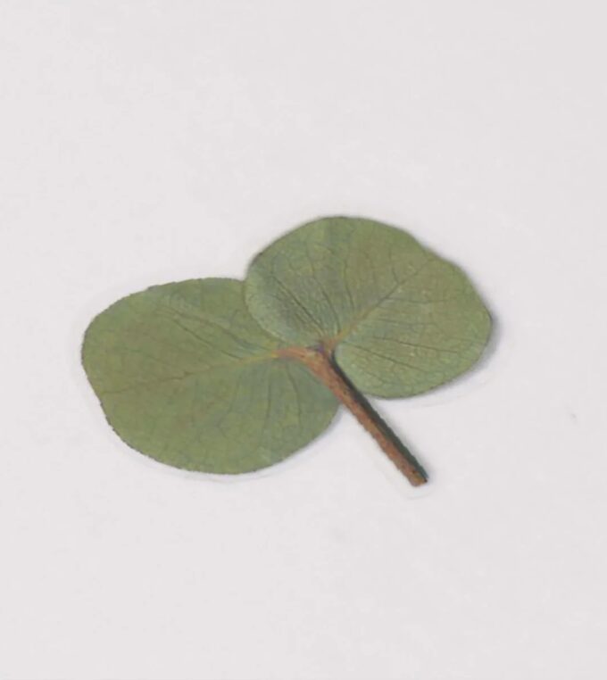 Naklejki Kwiaty Eukaliptus