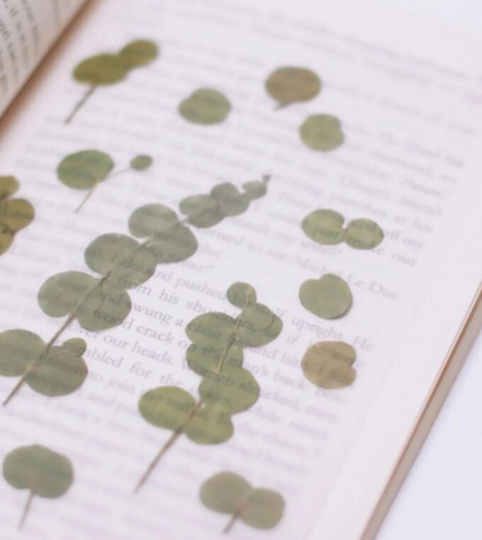 Naklejki Kwiaty Eukaliptus