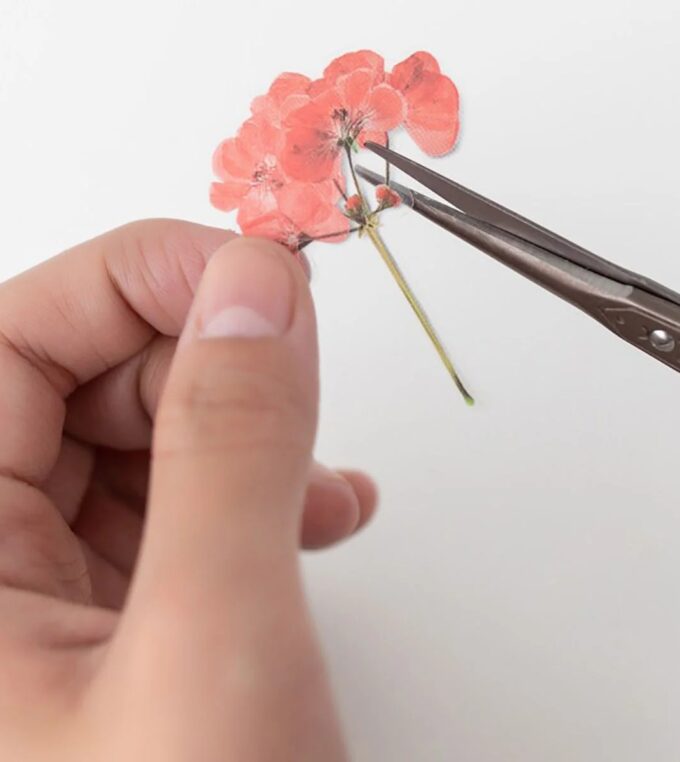 Naklejki Kwiaty Geranium