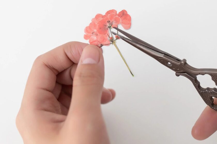 Naklejki Kwiaty Geranium - Image 2