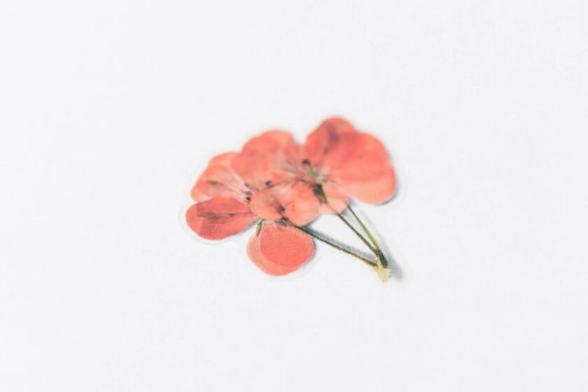 Naklejki Kwiaty Geranium - Image 4