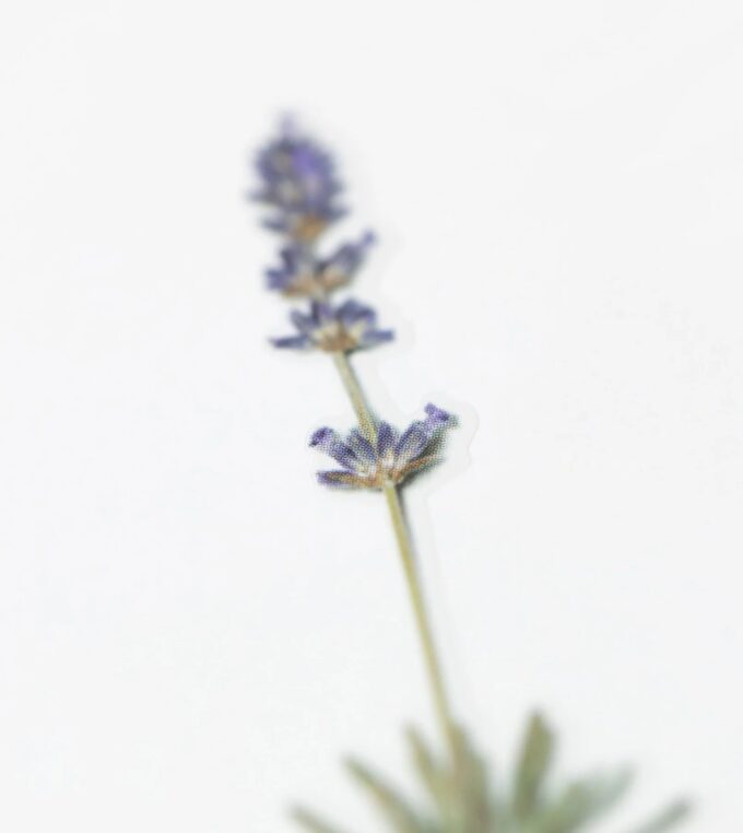 Naklejki Kwiaty Lawenda