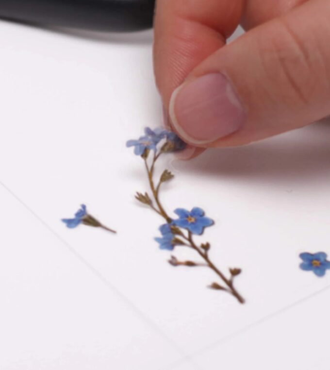 Naklejki Kwiaty Niezapominajka