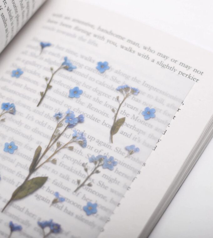 Naklejki Kwiaty Niezapominajka