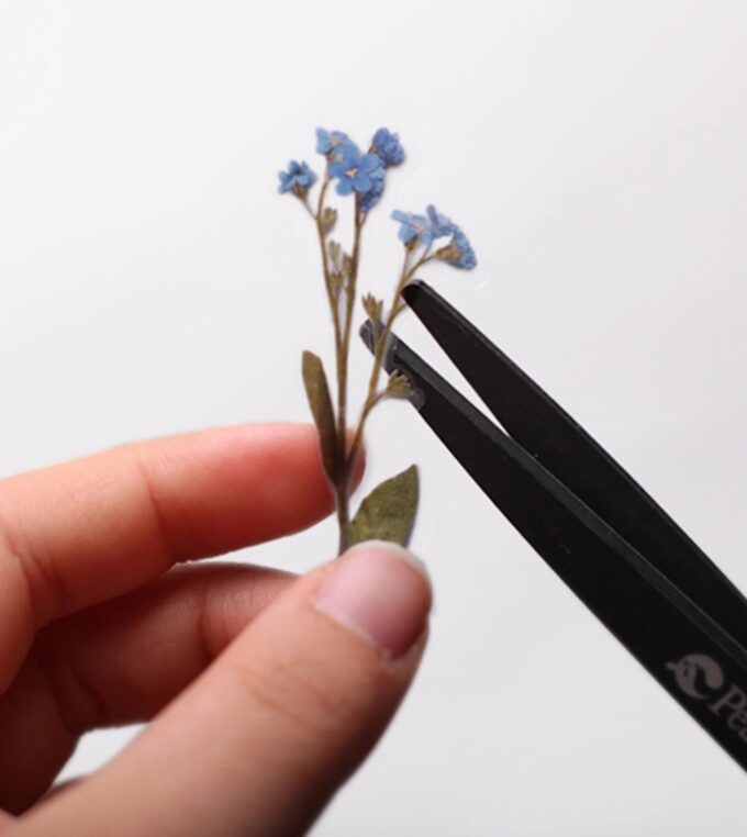 Naklejki Kwiaty Niezapominajka