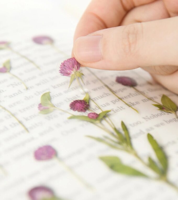 Naklejki Kwiaty Wiecznik Kulisty