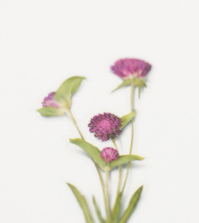 Naklejki Kwiaty Wiecznik Kulisty