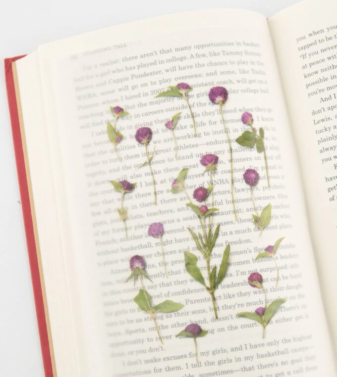 Naklejki Kwiaty Wiecznik Kulisty