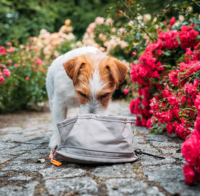 Miska turystyczna dla psa Tura Anthracite