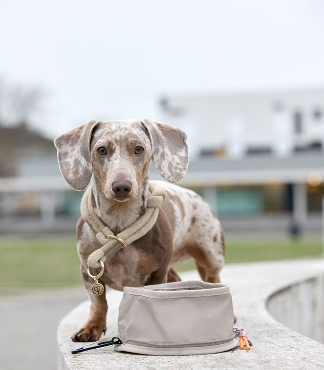 Miska turystyczna dla psa Tura Taupe
